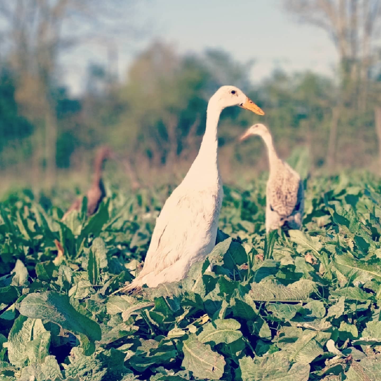 LA FERME DE MALHO