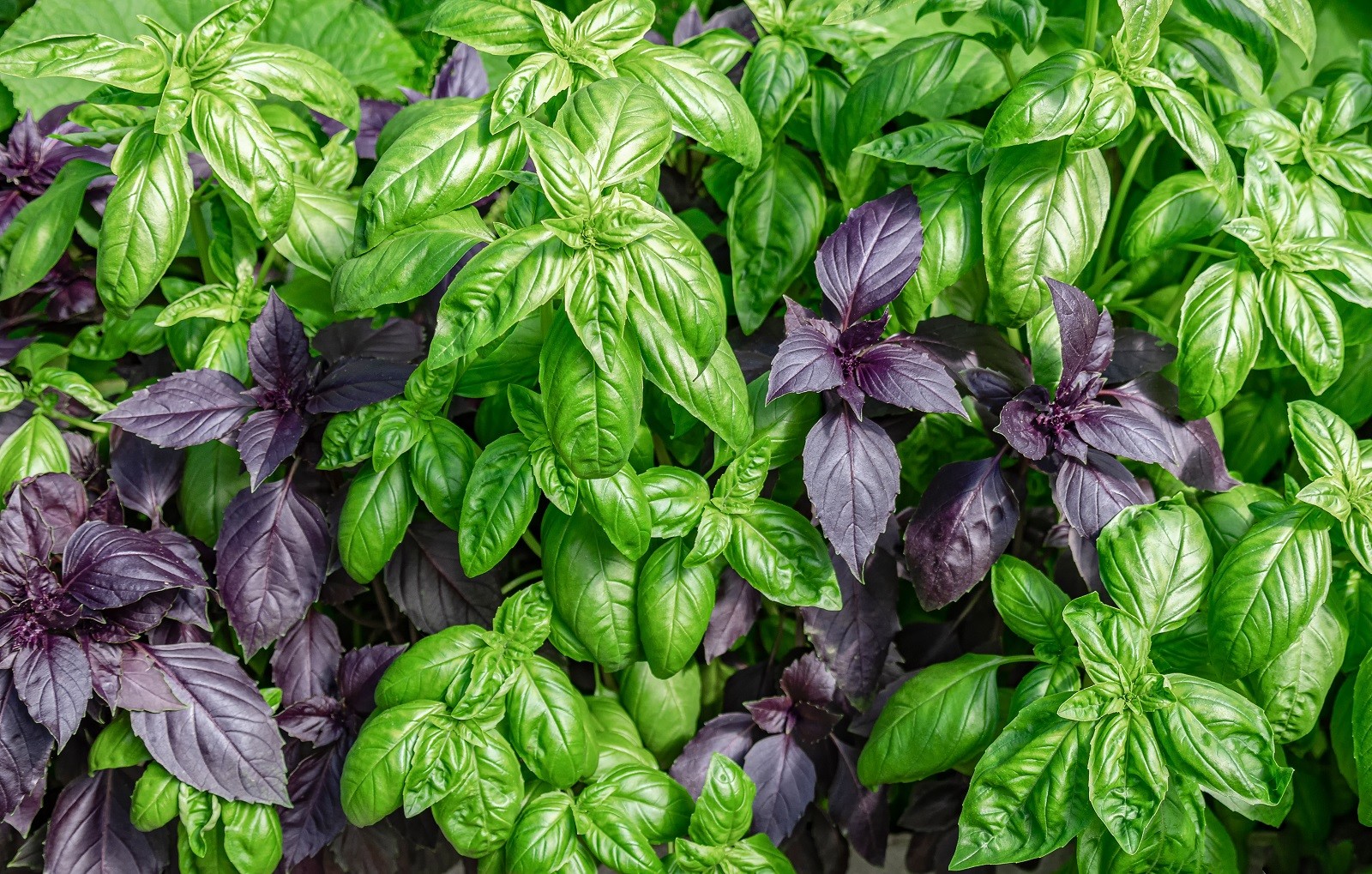 AUX BONNES HERBES