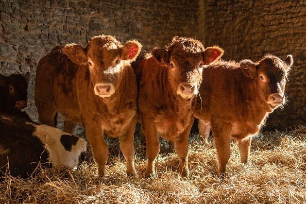 FERME DE BOISTILLET