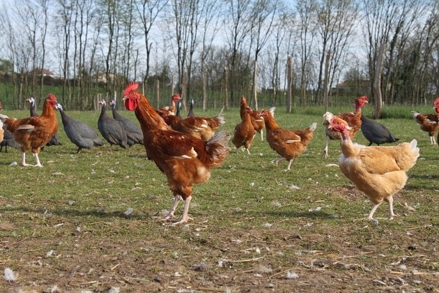 FERME DE BOISTILLET