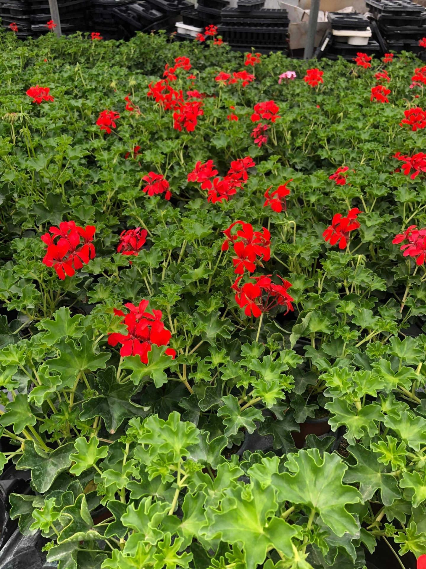 LES ROSES DES SABLES