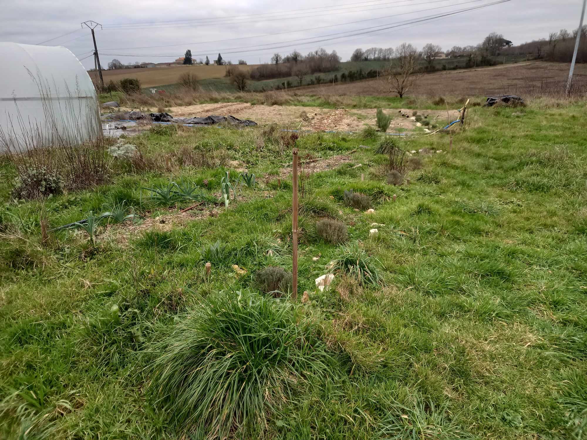 LES PLANTES DE LA CHAUME