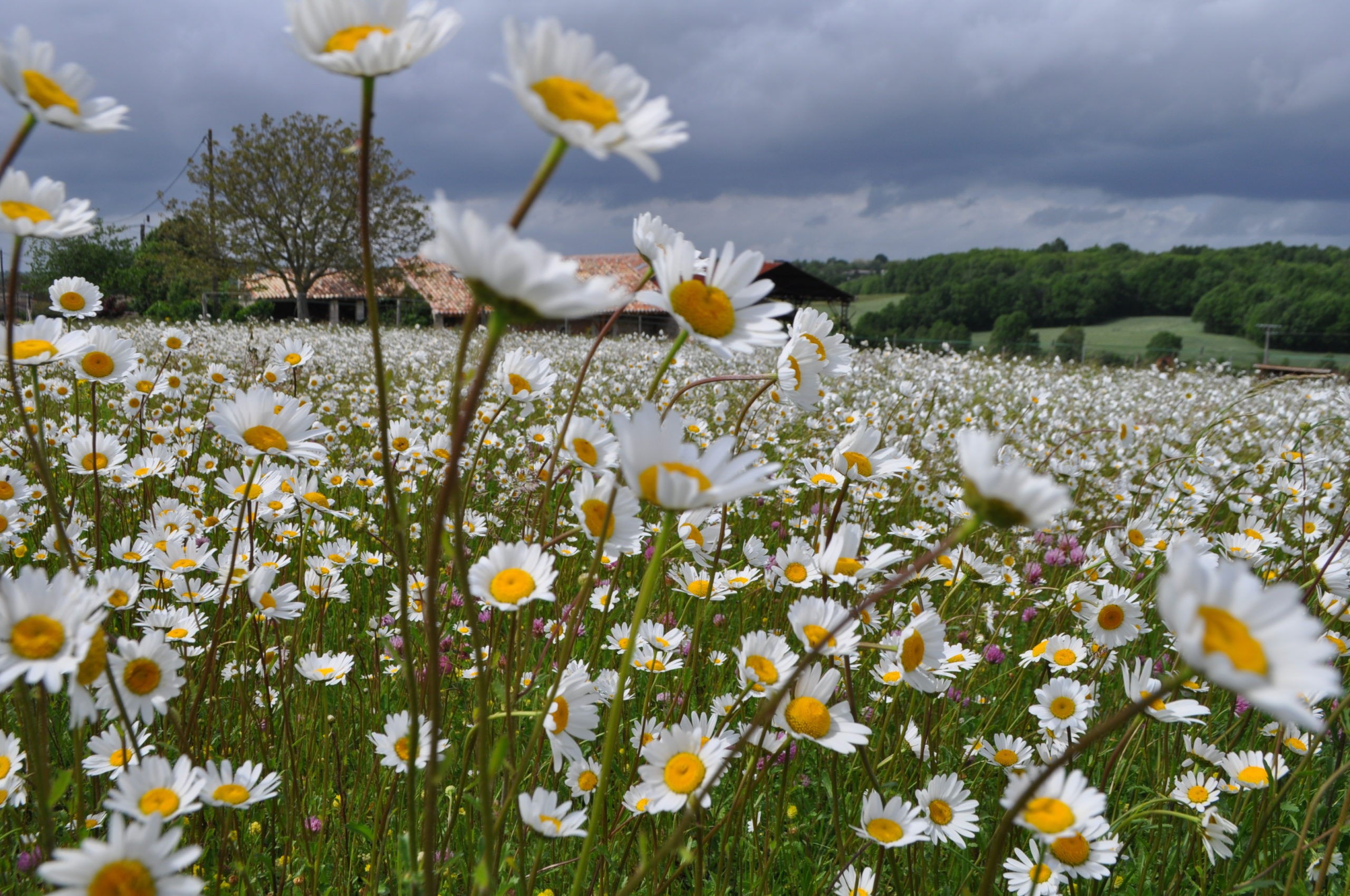 LE JARDIN DES AROMES