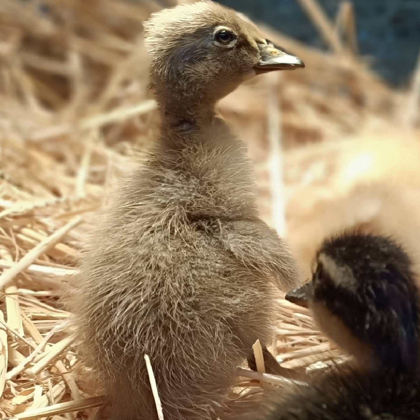 LA FERME DE MALHO