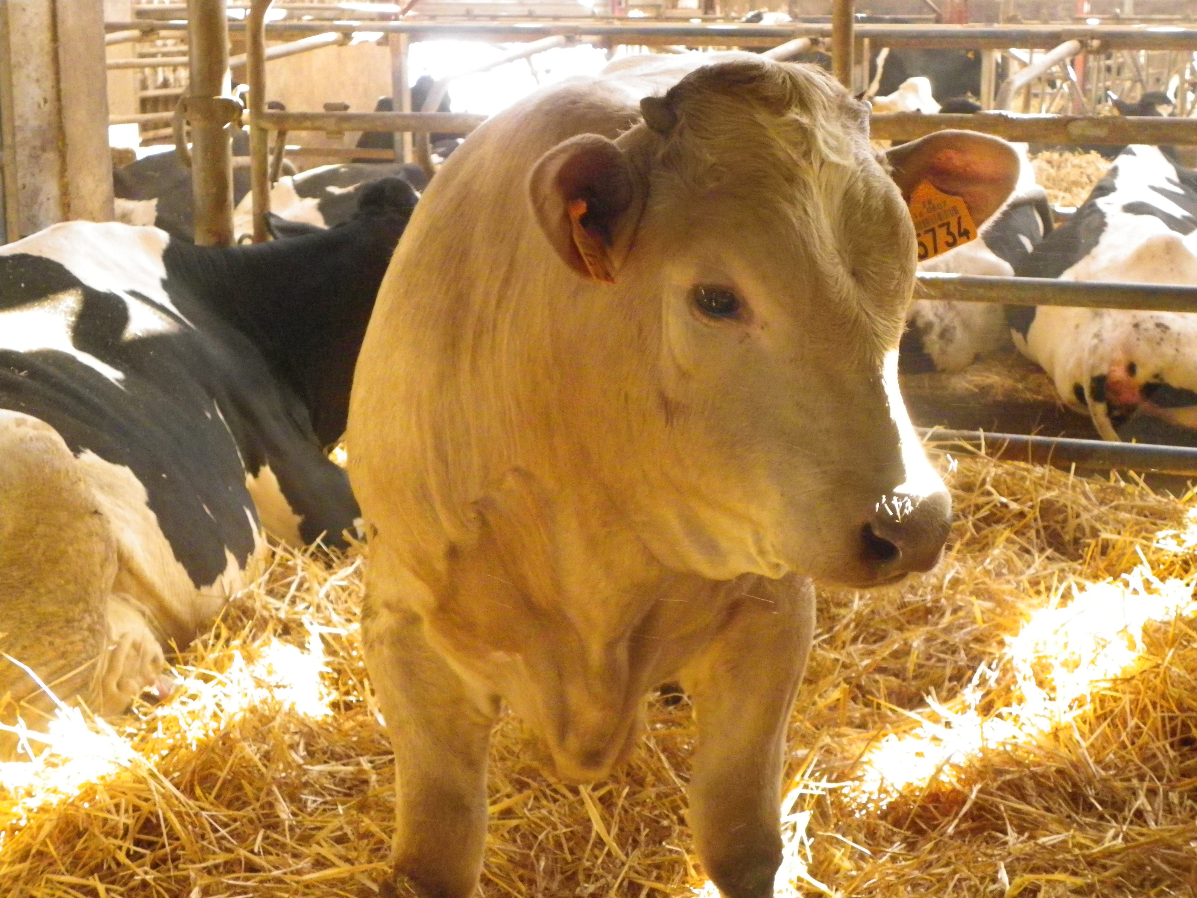 FERME DE DALLIGNAC