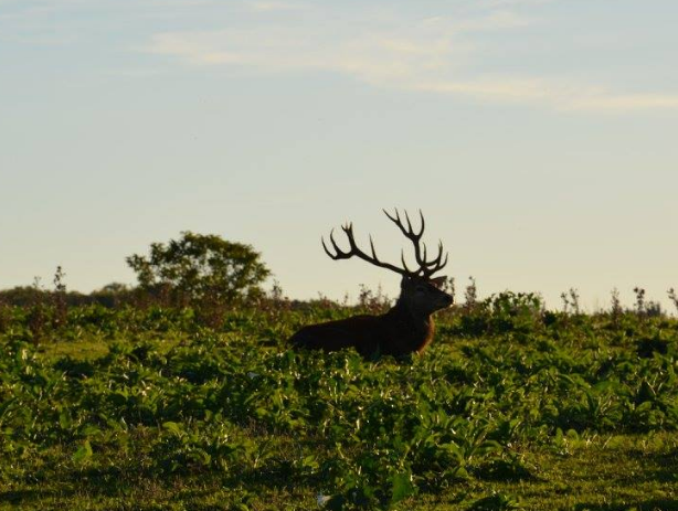 CERFS DES EAUX CLAIRES