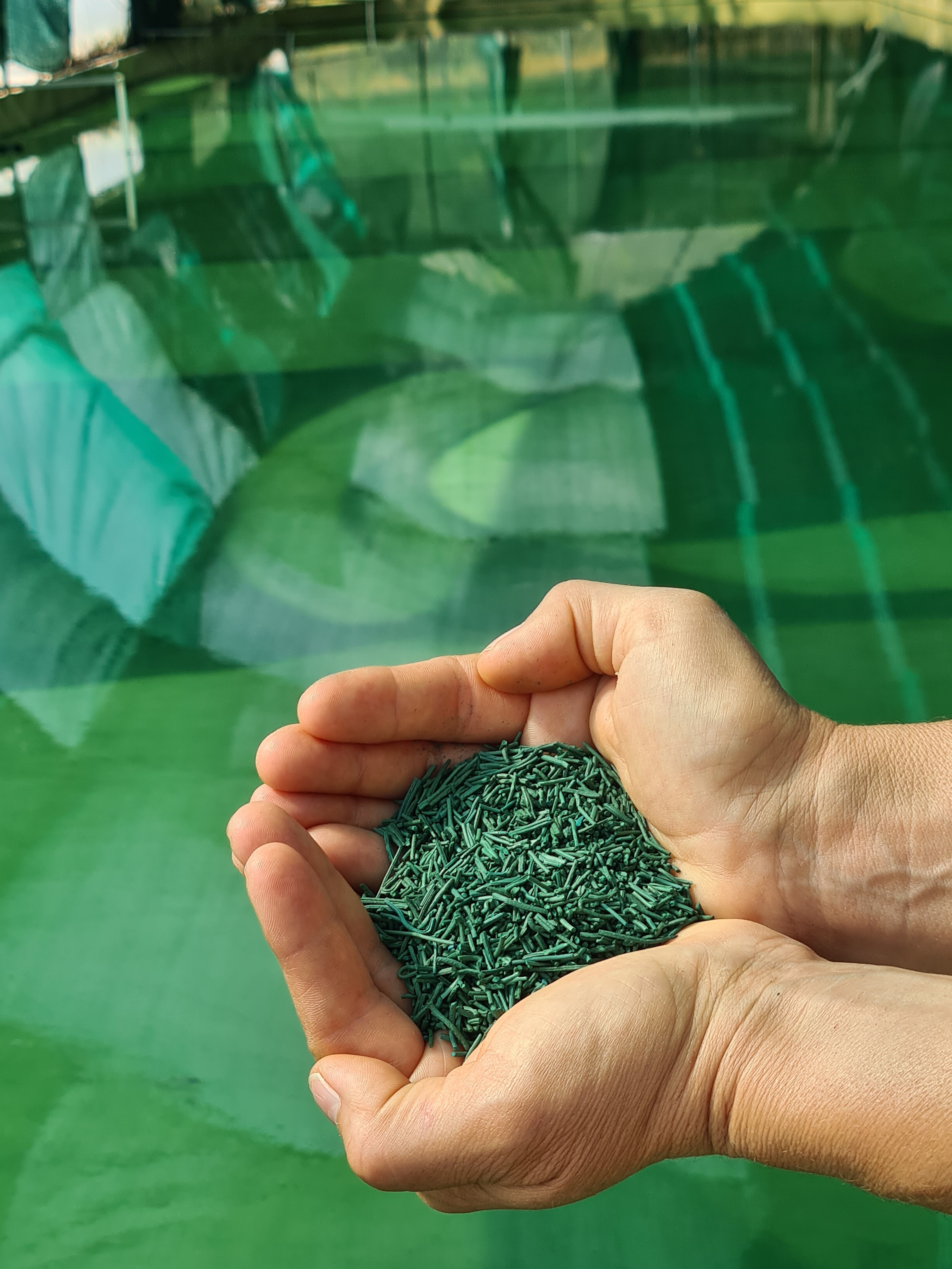 SPIRULINE DU DOMAINE D'ECHOISY