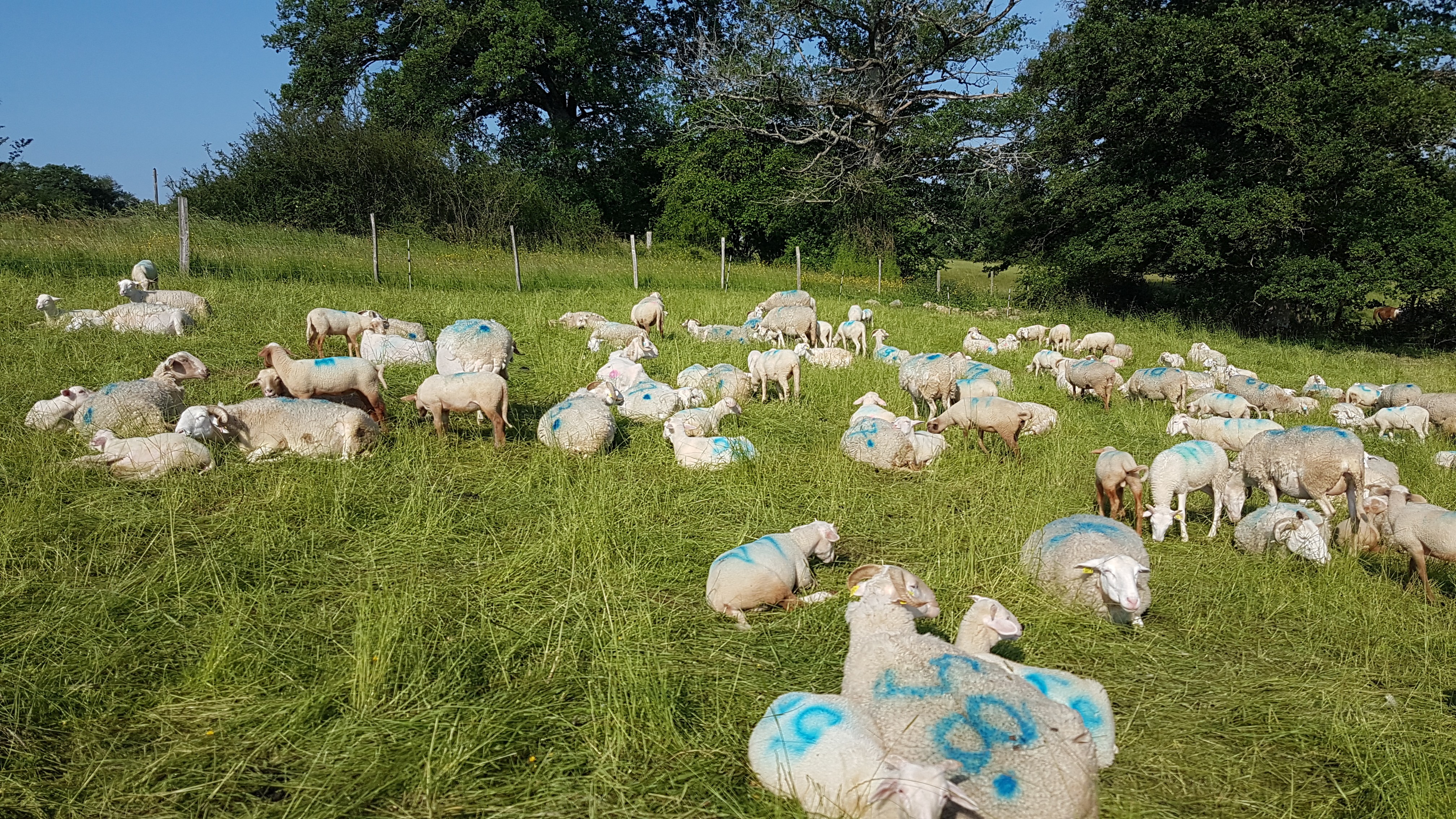 CHEZ LES BÊTES A CORNES