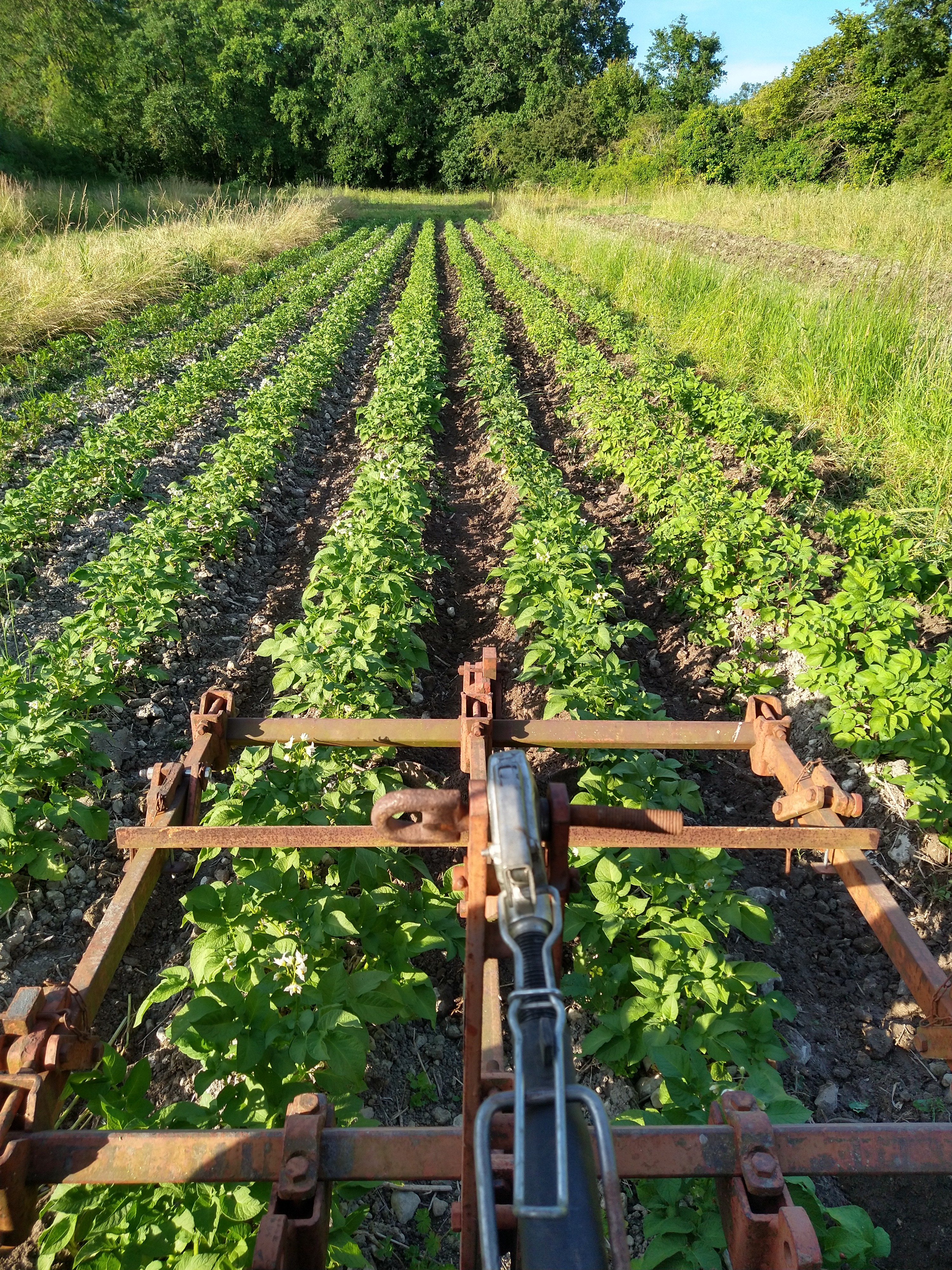 FERME DU MAINE THELOTTES