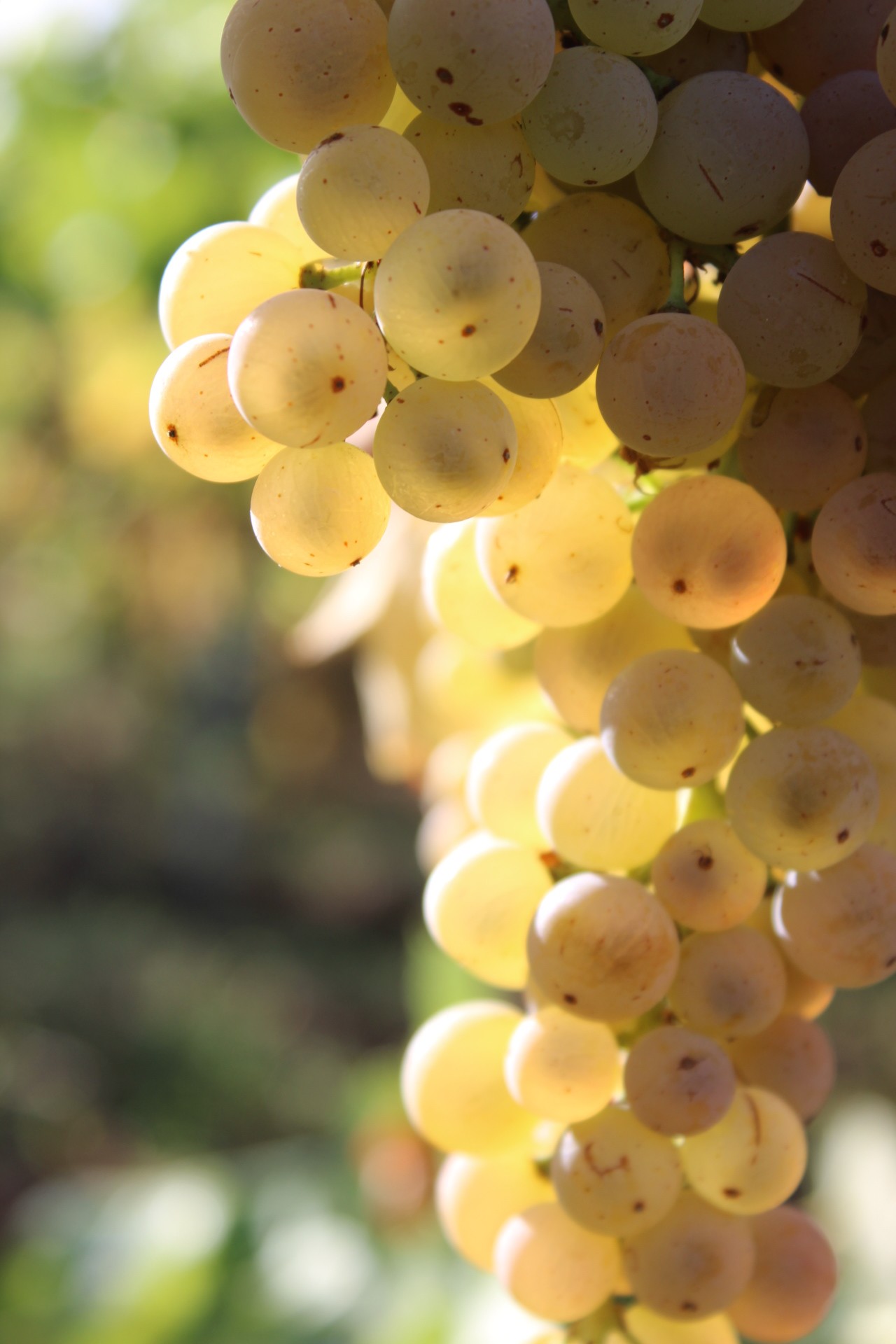 BOUTIQUE DE L'OISELLERIE