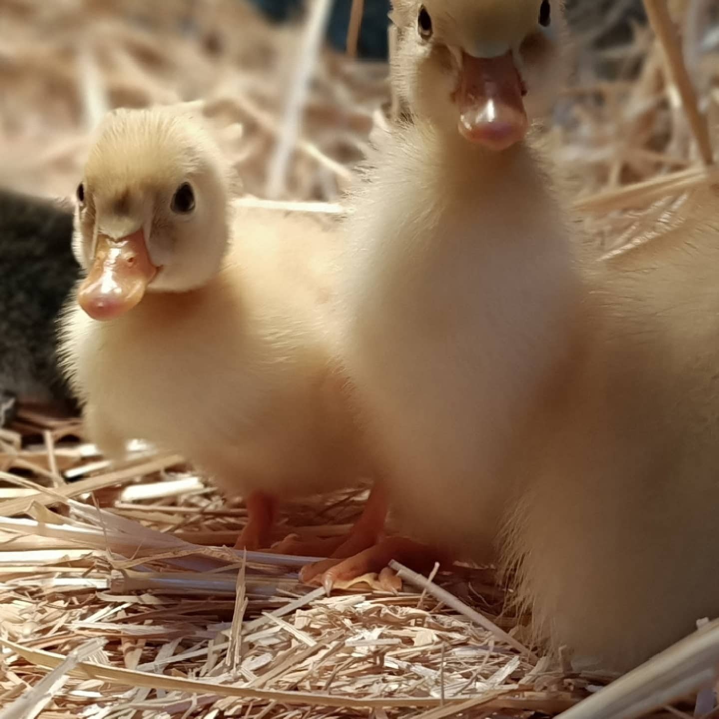 LA FERME DE MALHO