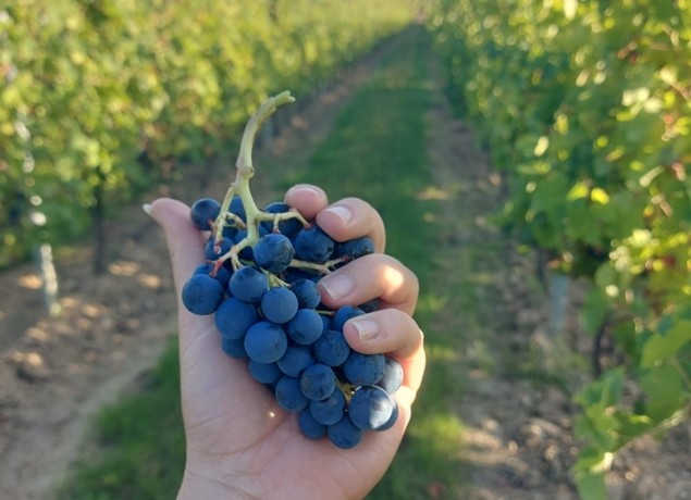 EARL DESRENTES VITICULTEUR