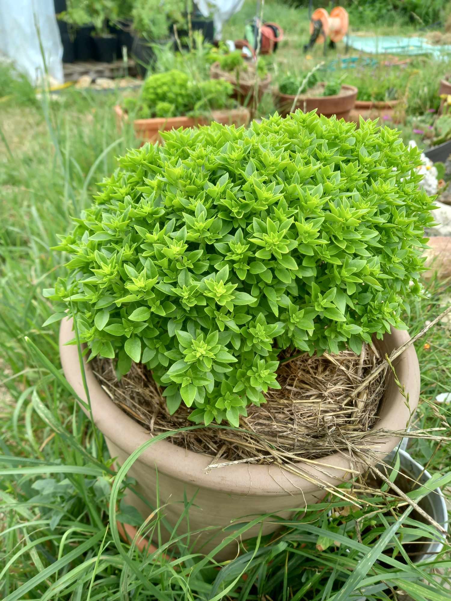 LES PLANTES DE LA CHAUME