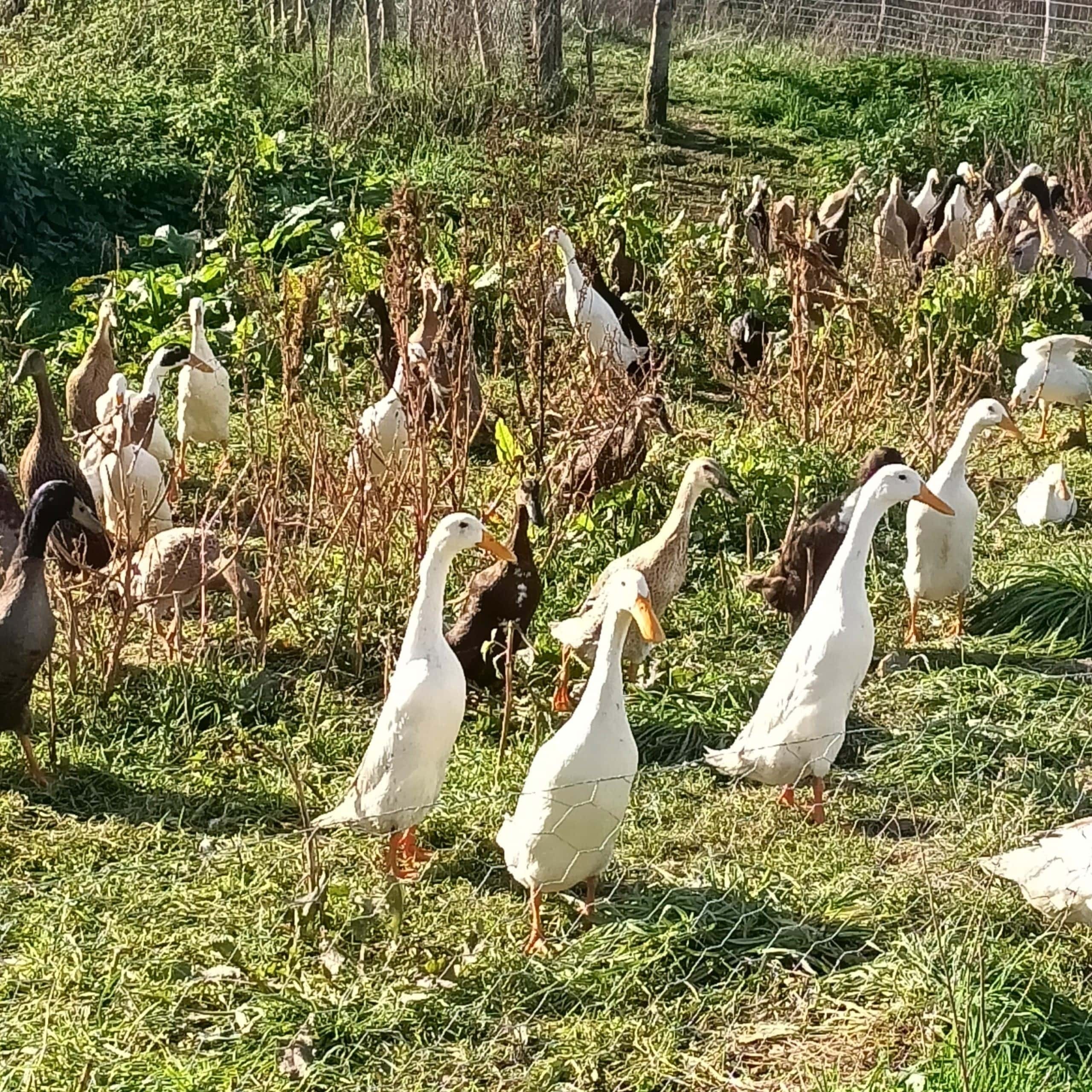 LA FERME DE MALHO