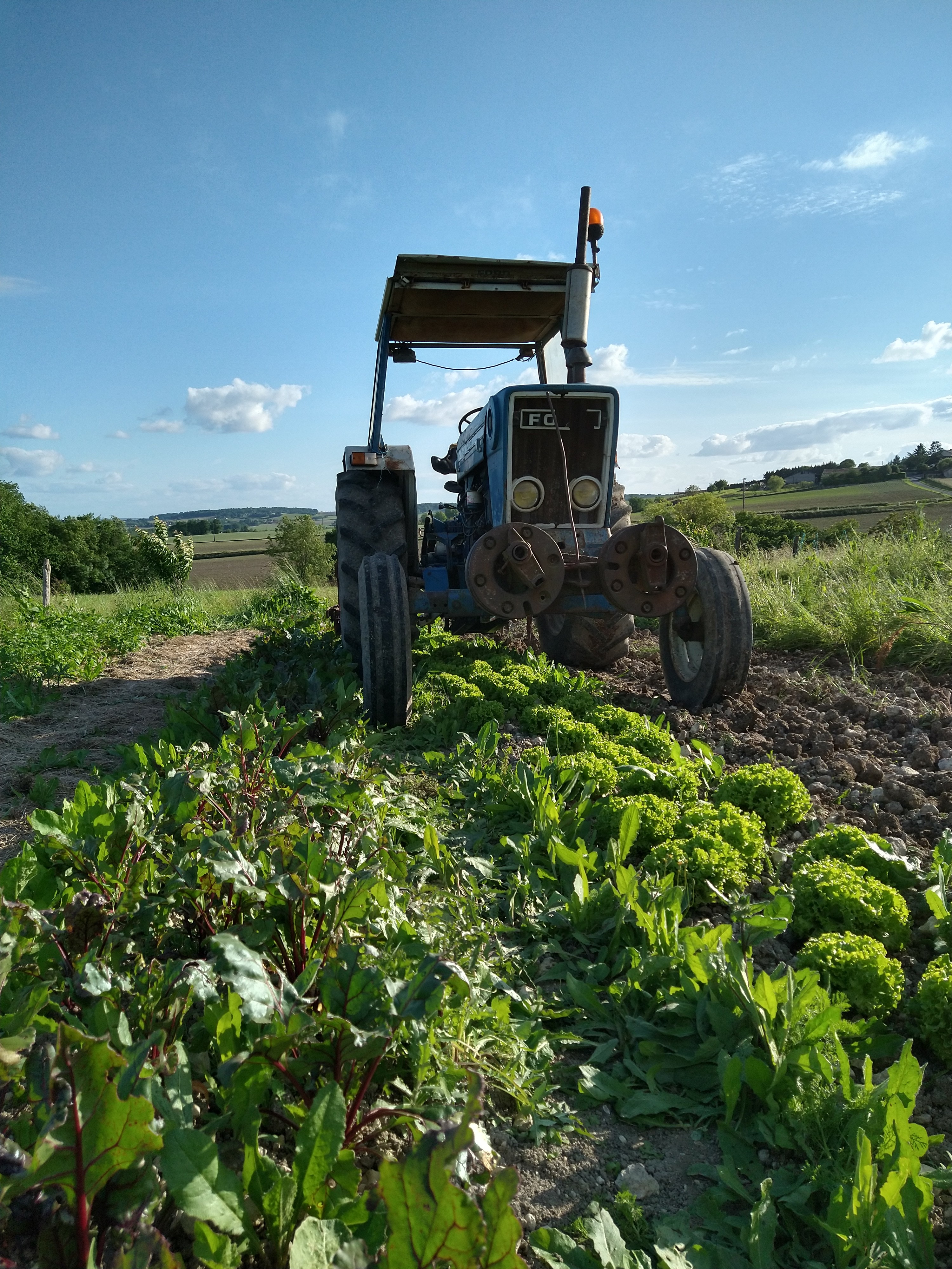 FERME DU MAINE THELOTTES