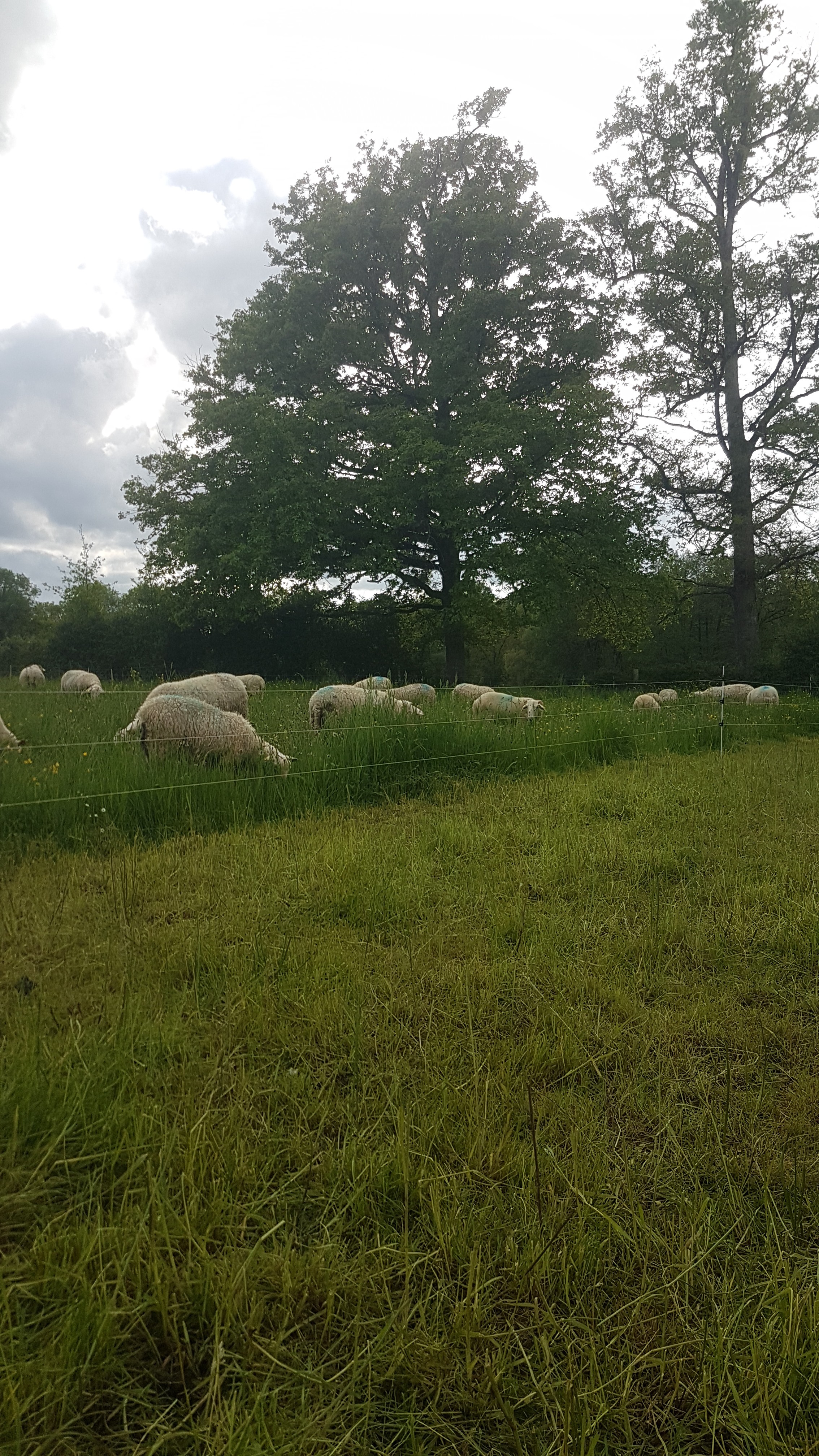 CHEZ LES BÊTES A CORNES