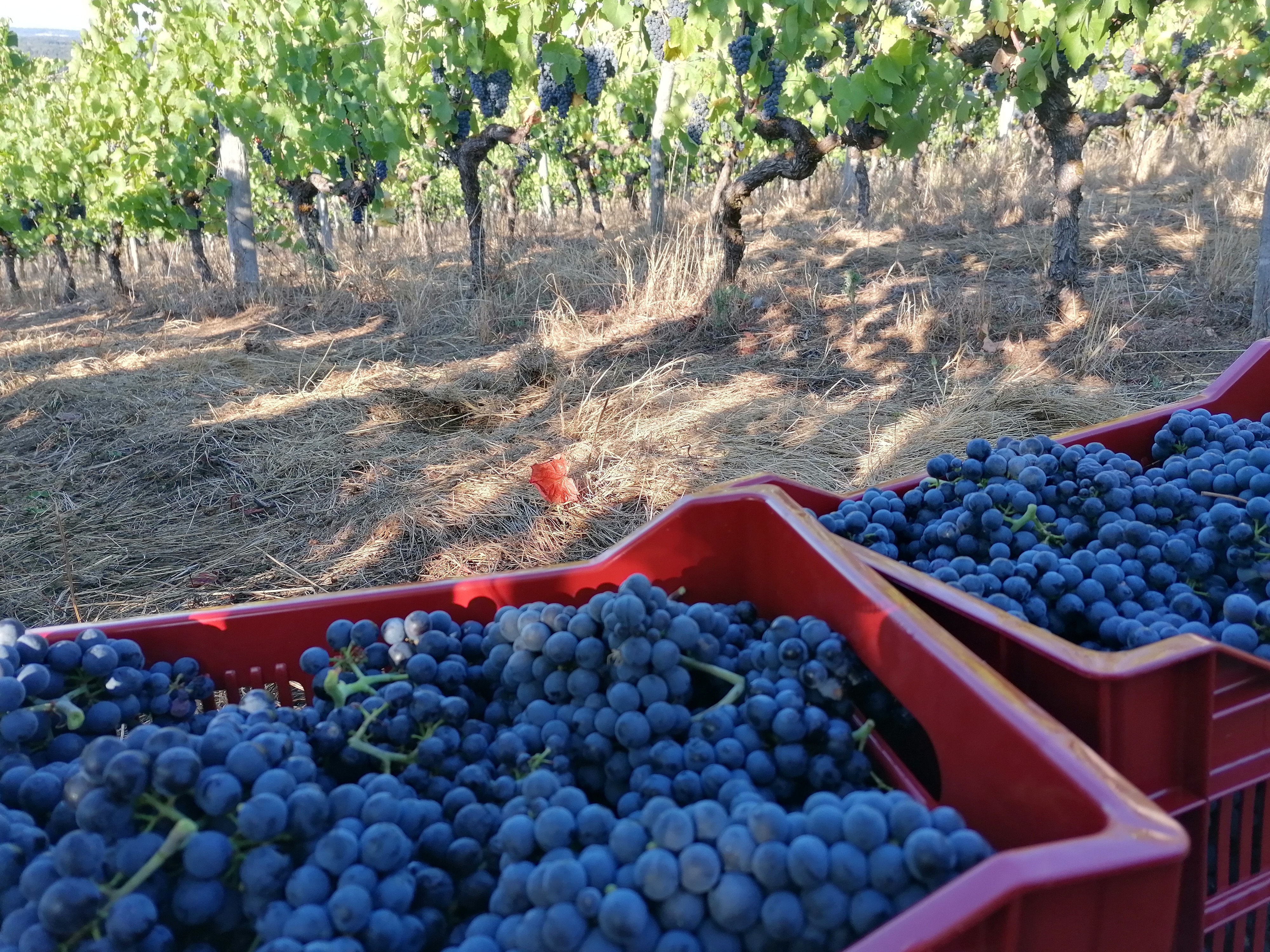 LES VINS DU POTEAU