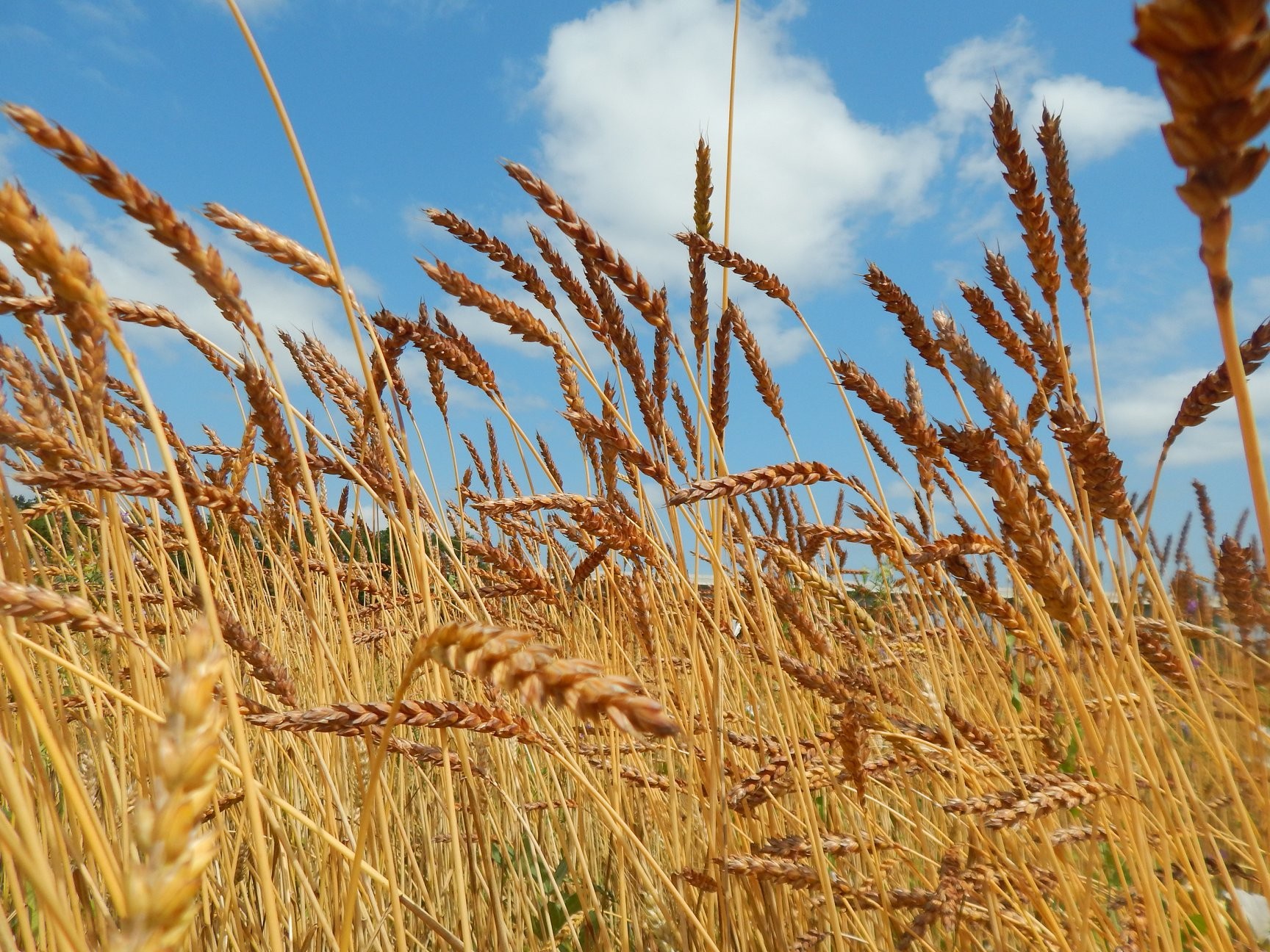 GAEC GRAIN DE BOËME