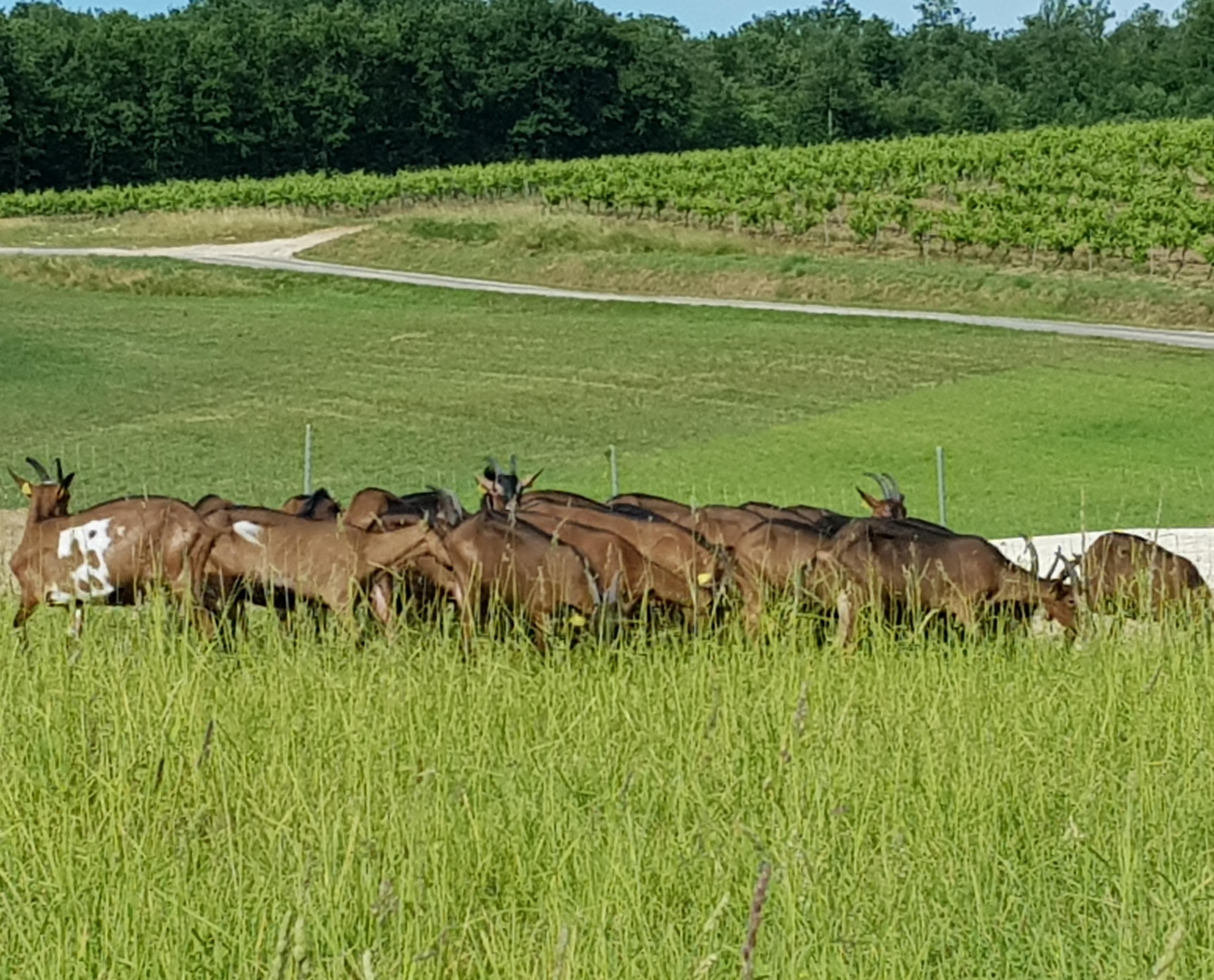 CHEVRES DE SIREUIL