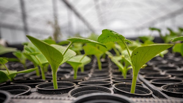 LE POTAGER DES POISSONS