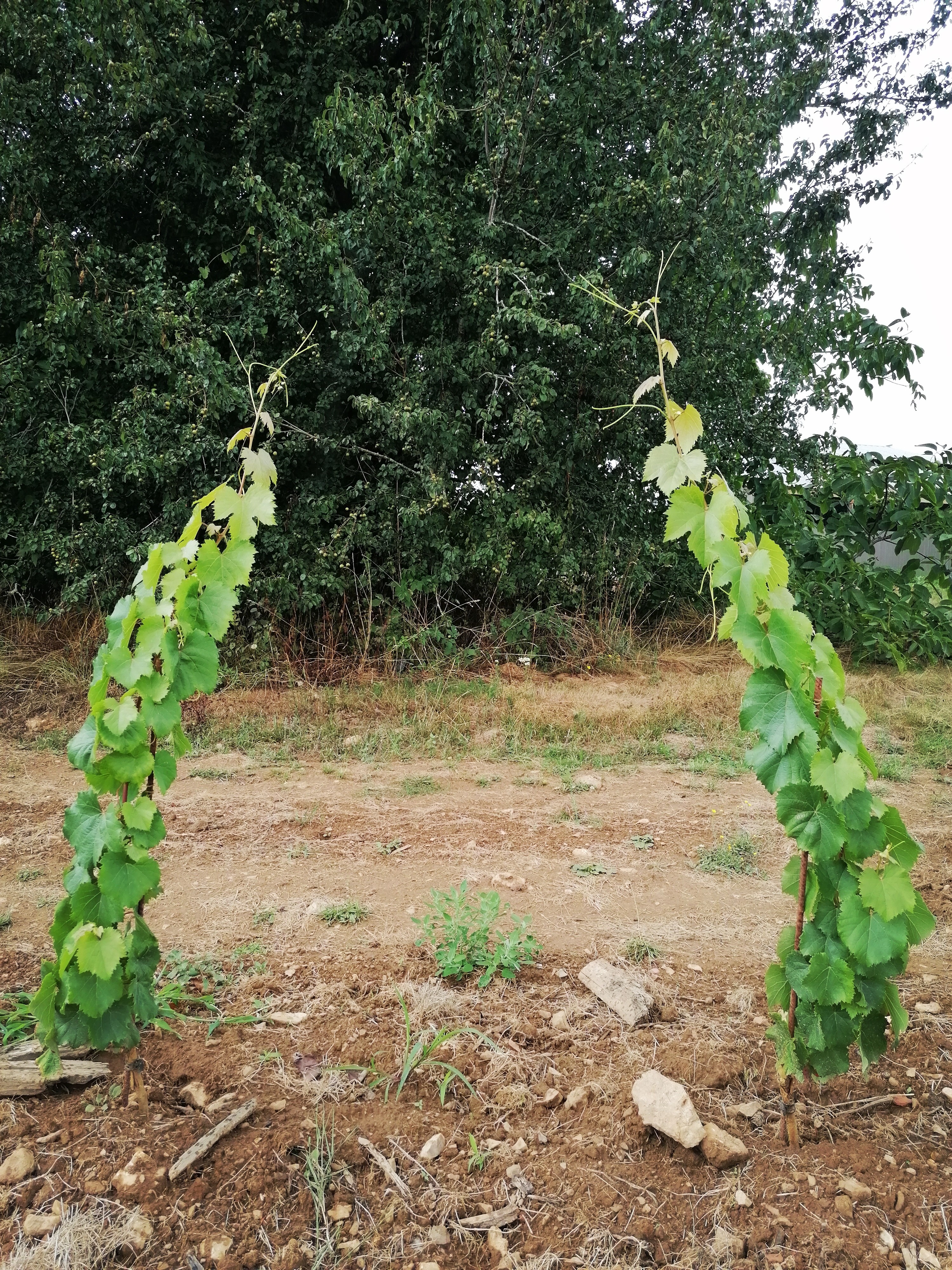 LES VINS DU POTEAU
