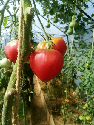 LES JARDINS DE SÉMIRAMIS