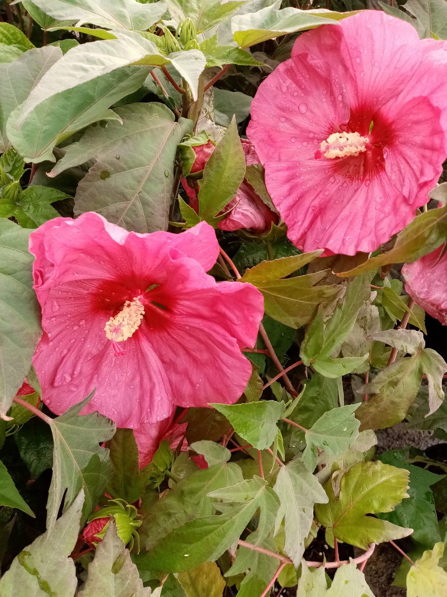 LES ROSES DES SABLES