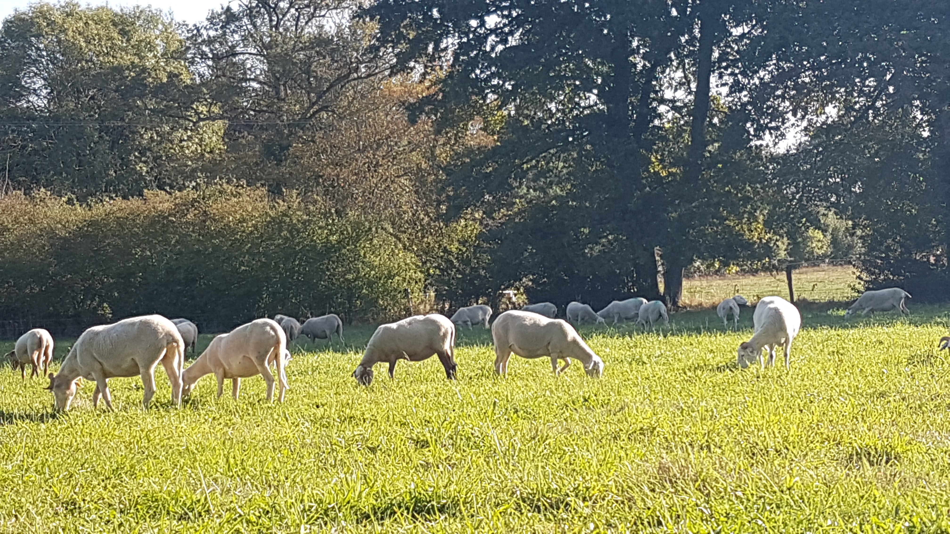 CHEZ LES BÊTES A CORNES