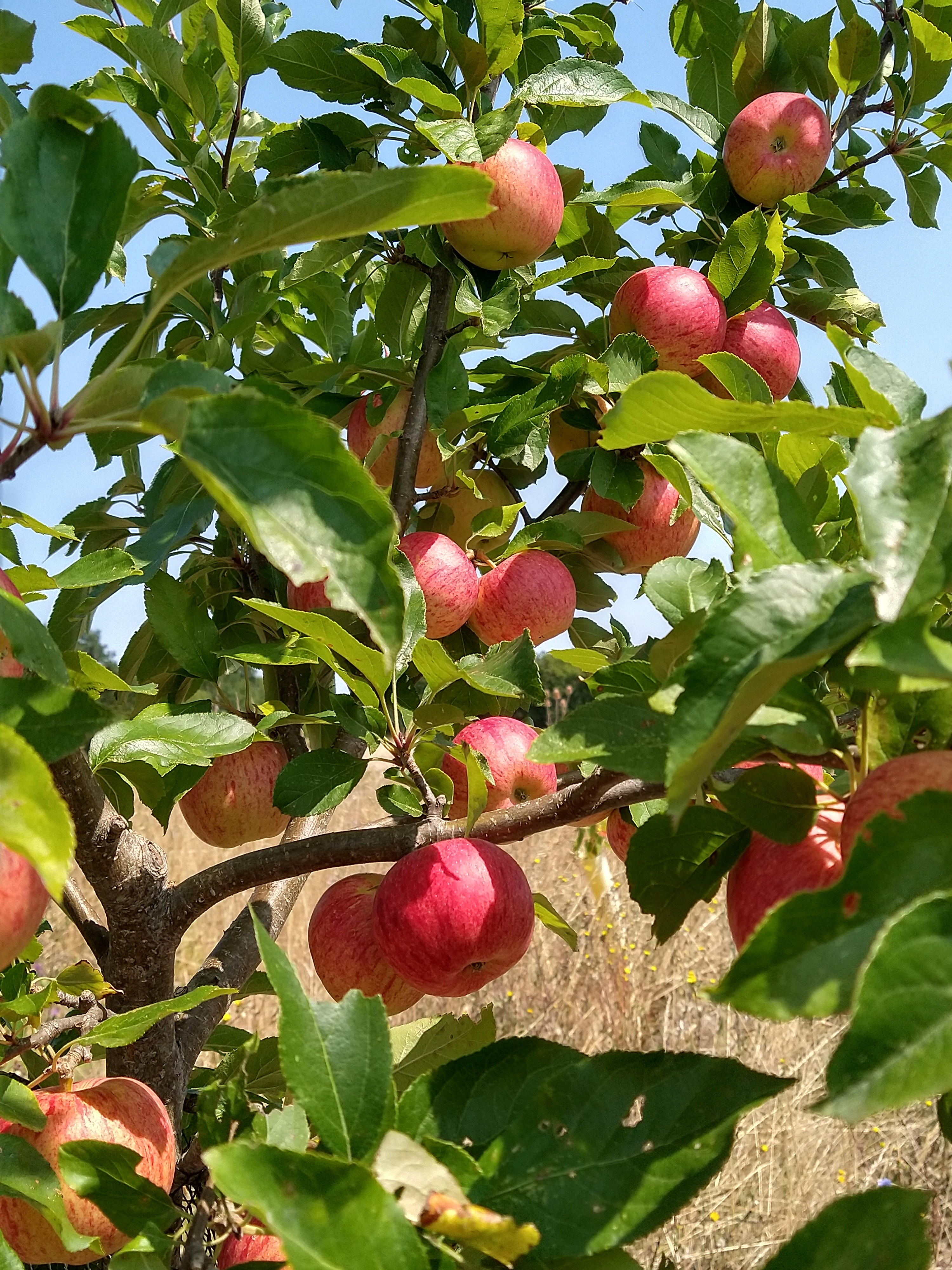 FERME DU MAINE THELOTTES