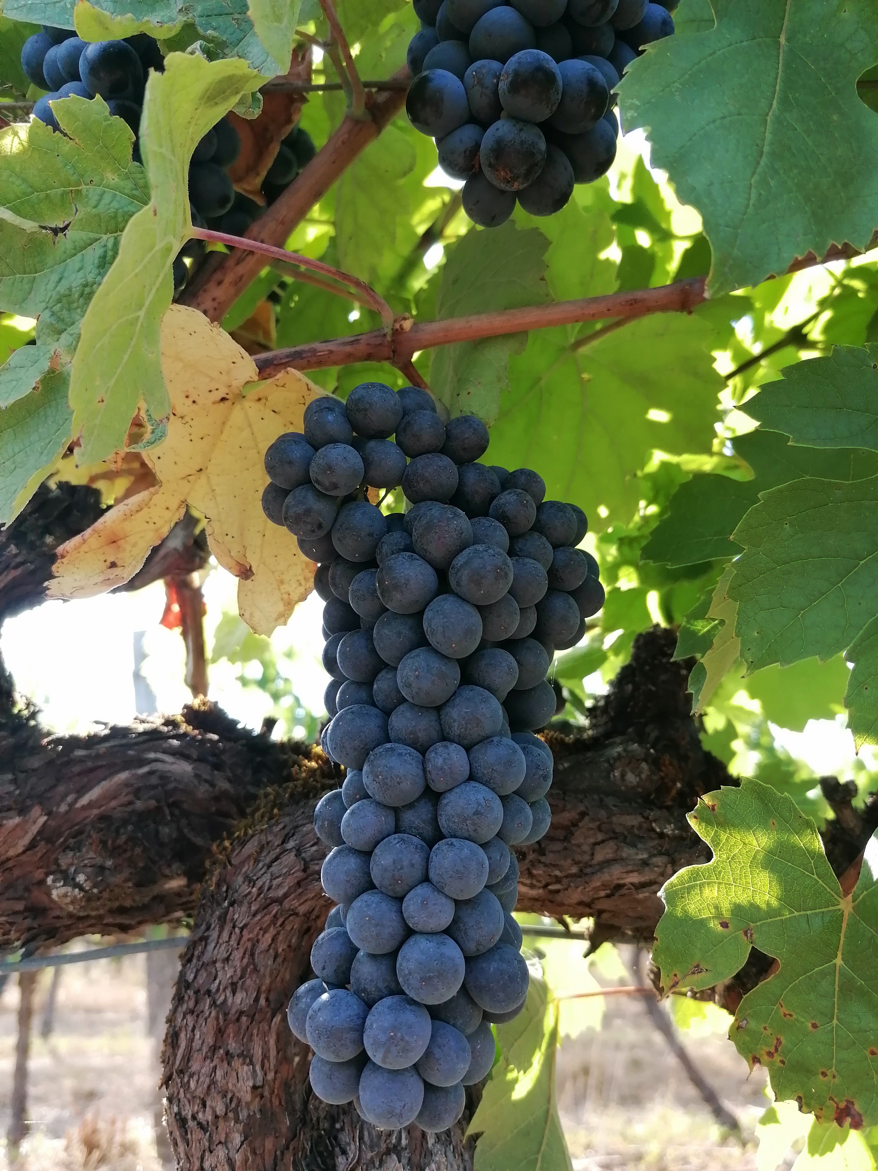 LES VINS DU POTEAU